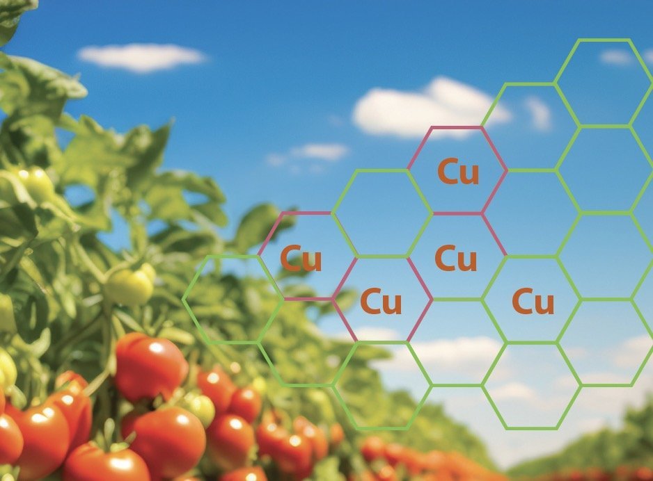 Przegląd rozwiązań do ochrony warzyw z wykorzystaniem miedzi